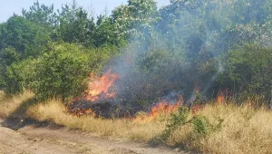 Заповед на земеделския министър: Ограничава се косенето на трева