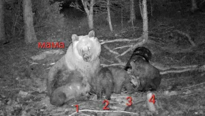 Мечка роди четири мечета в гората край Чепеларе