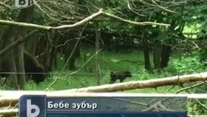 Бебе зубър се роди в Добричкия зоопарк