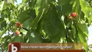 Черешовата кампания започна
