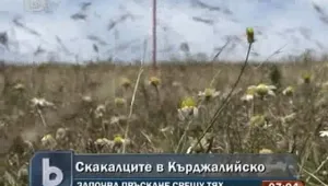 Пръскат срещу мароканските скакалци