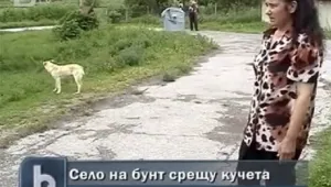 Село в Търговищко вдига бунт срещу кучета 