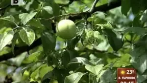 В село Бели извор нямали местен полицай