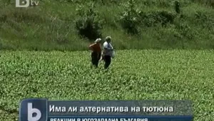 Има ли алтернатива на тютюнопроизводството