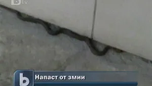 Напаст от змии във Велико Търново