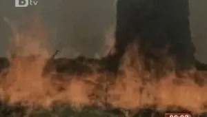 Огнена стихия обхвана Бразилия