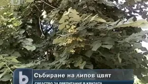 Кампанията за събиране на липов цвят е в разгара си