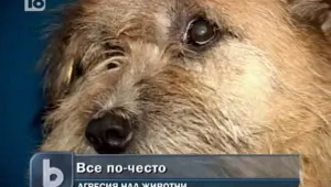 Зачестяват случаите на насилие срещу животни