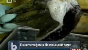 Нефтеното петно още замърсява крайбрежието на САЩ