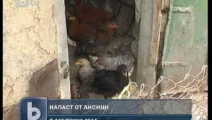Лисича напаст тормози села в Добричко