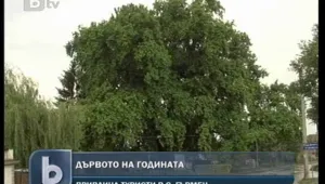 Историята на едно българско дърво…