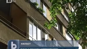 Пчели и прилепи нападнаха жилищен блок в Плевен