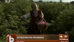 Когато от розите започват да остават само бодлите…