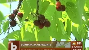 Черешовата война в Кюстендилско започна