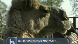 Австралия унищожава 1.2 милиона камили