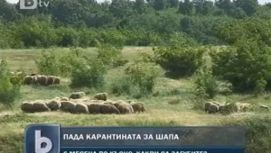 Карантината заради шапа падна
