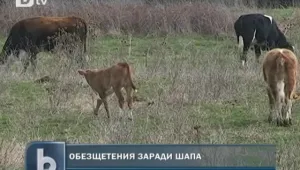 Плащат обезщетения заради шапа и на нерегистрираните стопани
