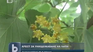 Враца въвежда драконовски мерки срещу брането на липи 
