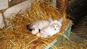 Котка мъти яйца