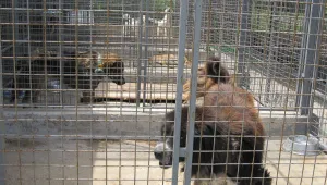 Неправителствени организации ще строят приюти за кучета