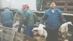 Трудов спор във ферма за гъски
