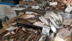 Пернишка скумрия... с дъх на сероводород и аромат на амоняк