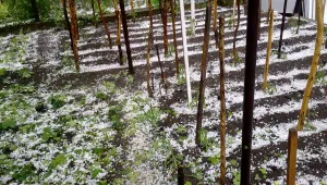Селскостопански насаждения в Монтанско са унищожени до корен