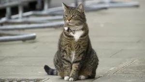 Котката на Джордж Озбърн била китайски шпионин