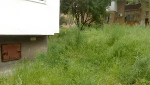 Гъста растителност избуя в столичните градинки след обилните дъждове