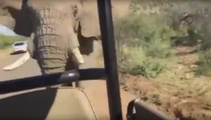 Див слон налетя на джипа на Арнолд Шварценегер (ВИДЕО)