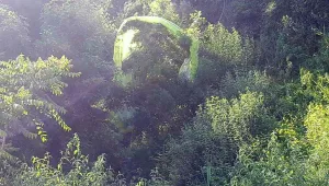 Парапланерист „кацна” на дърво във Варна