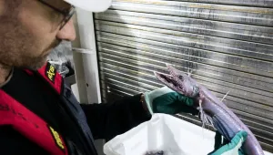 Кошмари на дъното на морето