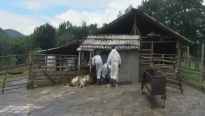 Огнище на чума по домашните животни в село Кости