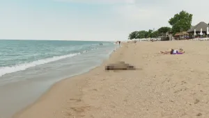 Инцидент на плажа: Сигнал за изхвърлен от морето мъртъв делфин