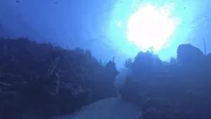 Учени откриха нов дълбоководен хищник наречен 