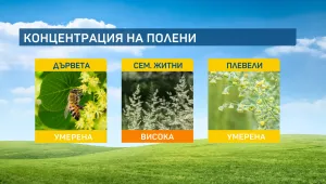 Ароматните липи ще дразнят алергичните и тази седмица
