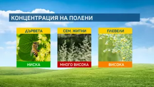 Липите ще прецъфтят и ще намалее концентрацията на дървесни полени