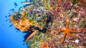 Учени откриха какво е убило повече от 5 милиарда морски звезди в Тихия океан