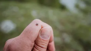 Мъж почина след ухапване от кърлеж в Гърция