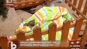Куче агонизира на детска площадка, институциите не реагират 