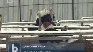 Щраусовите яйца – нова мода за Великден 