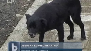 Въпреки забраната: Все още увесват кучета в Бордилово 