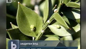Проверяват за защитени растения по цветарските магазини