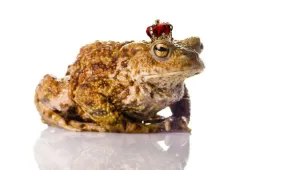 Жените целуват средно 22 