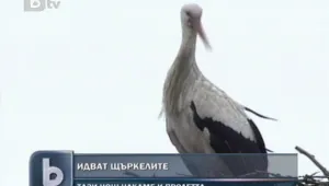 Първите щъркели пристигнаха у нас
