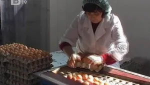 Евтини вносни яйца наводниха пазара