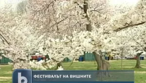 Във Вашингтон започна фестивалът на вишните 