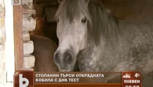 Стопанин си търси кобилата с ДНК експертиза