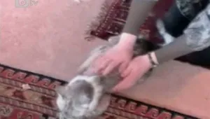 Той не мърка, той има рев на тигър