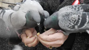 Мъртви гълъби бяха открити в река Хасковска